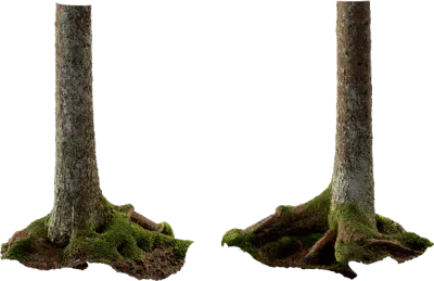 nordic forest tree trunk spruce large 004 — Скачать