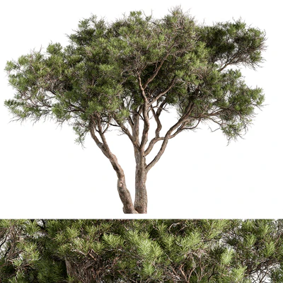 Stone Pine Tree Set 190 — Вид 4
