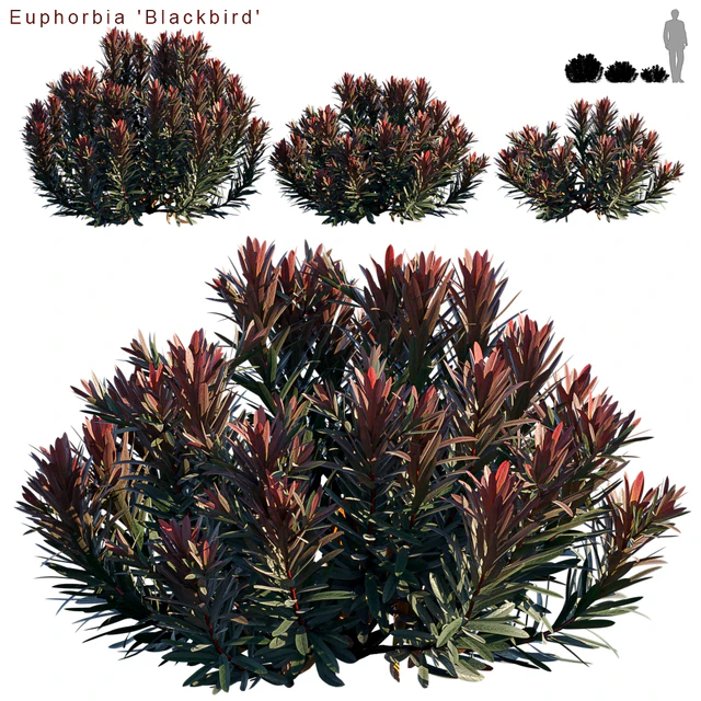 Euphorbia Blackbird | Cushion Spurge — Скачать