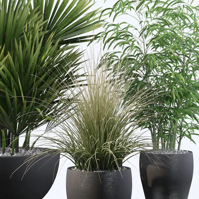 Plants collection 080 — Вид 3