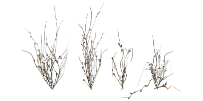 dead weed 025 — download