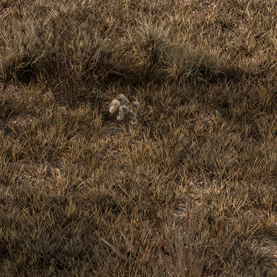 Dry Grass Set 16 — Ver 4