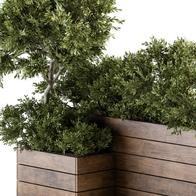 Outdoor Plants tree in Wood Box - Set 154 — Descargar
