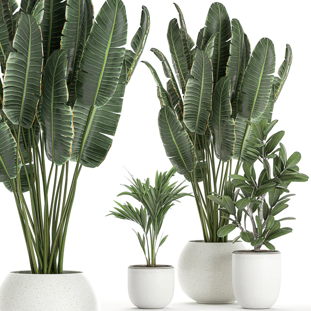 Collection of small beautiful plants in white pots with Banana palm, strelitzia. Set 660. — Descargar