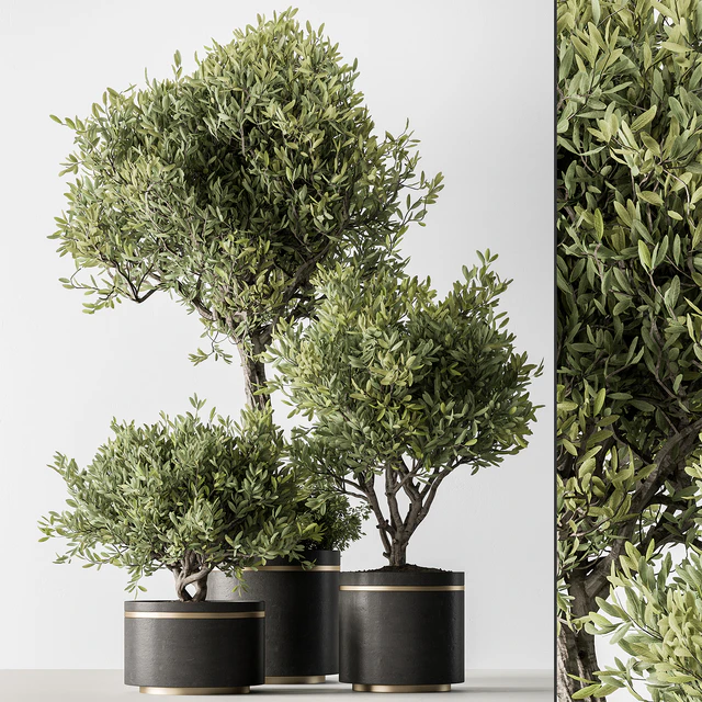 Indoor Plant 660 -Tree in Pot — Descargar