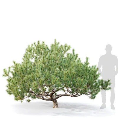 Mugo pine — Вид 4