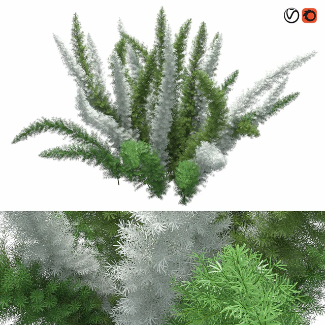 Asparagus Densiflorus Meyersii W — Descargar