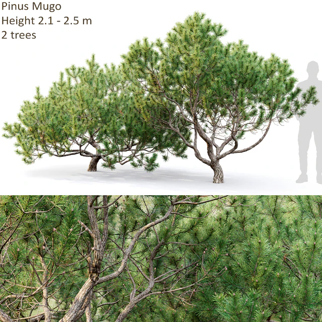 Mugo pine — Скачать
