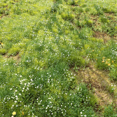 Meadow 3 — Вид 5