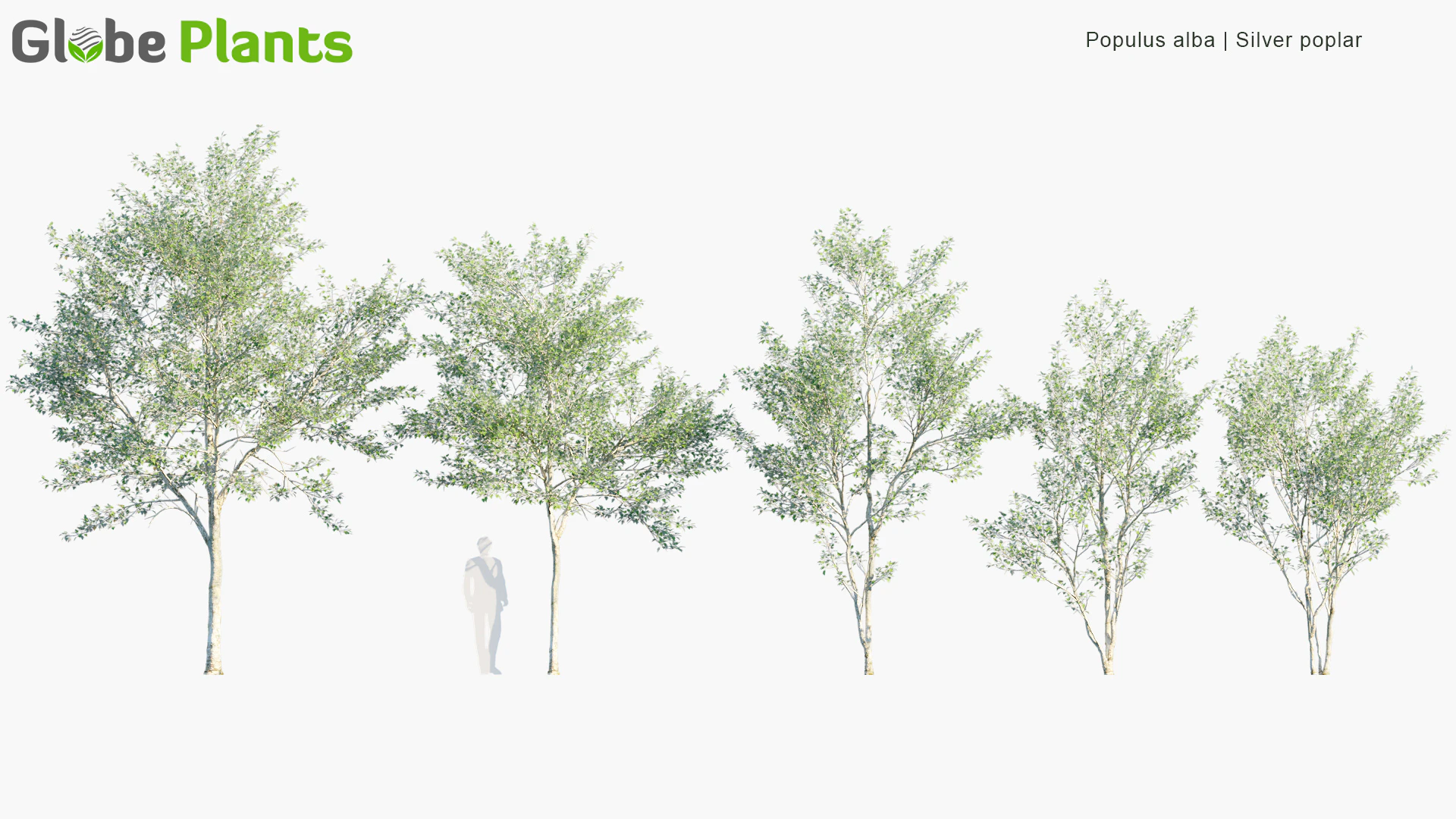 populus alba — Скачать