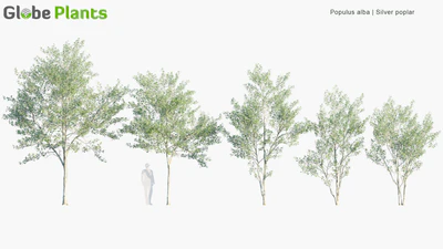 populus alba — скачать