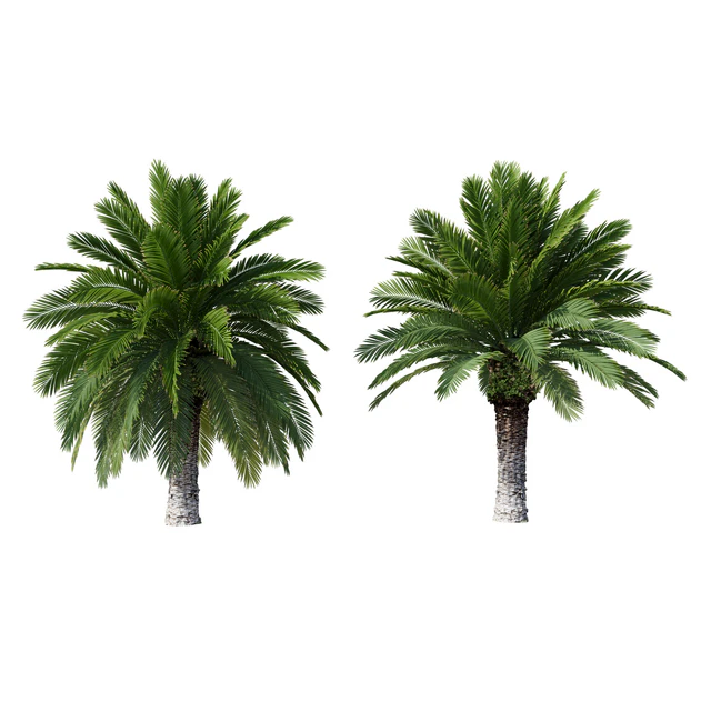 Финик канарский Phoenix Canariensis V4 февраль+декабрь — Скачать