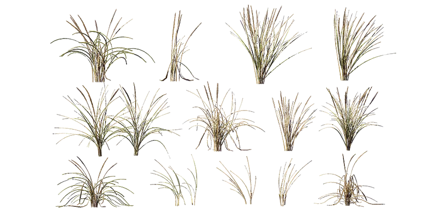 marram grass 001 — Descargar