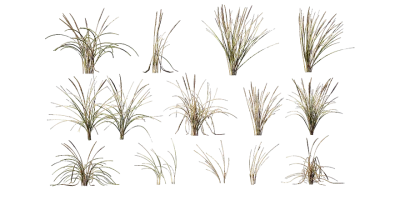 marram grass 001 — Descargar