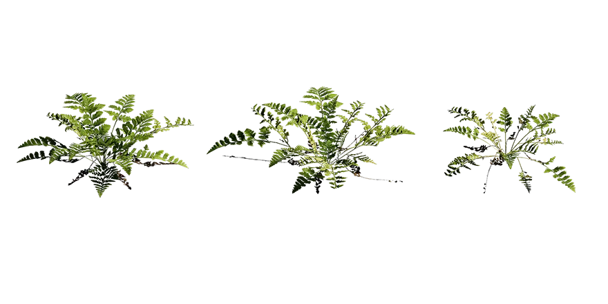 leather fern 001 — Descargar