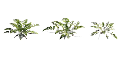 leather fern 001 — Descargar