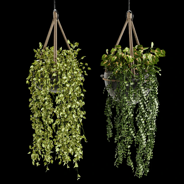Indoor plant collection 02 — Descargar