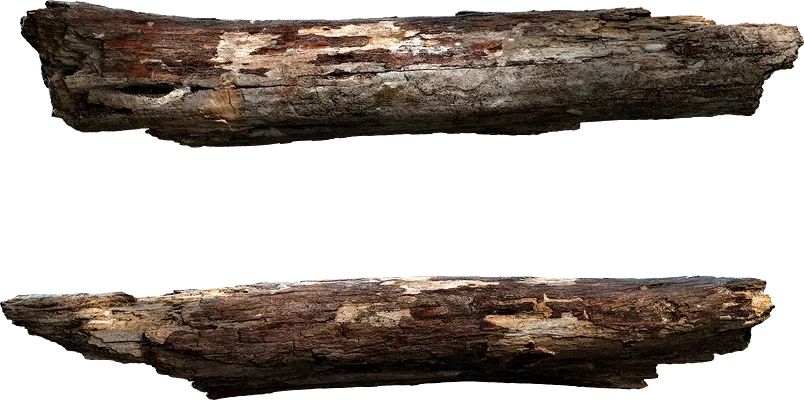 tree branch 017 — Descargar