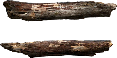 tree branch 017 — Descargar