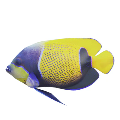 Blue girdled Angelfish set 04 — Ver 1
