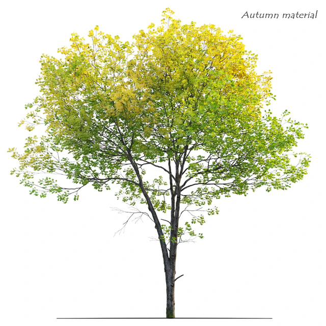Tulip tree — Descargar