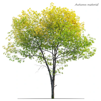 Tulip tree — Ver 6