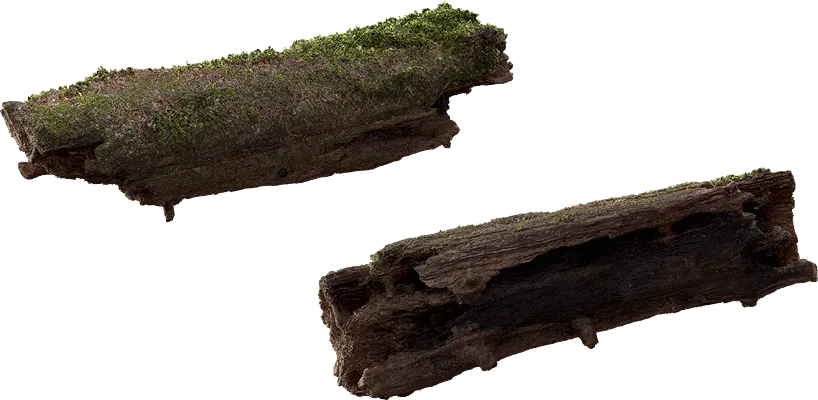 mossy log 001 — Descargar