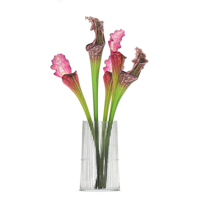 A set of exotic bouquets of Saracenia flowers in glass vases. 180 — Ver 5