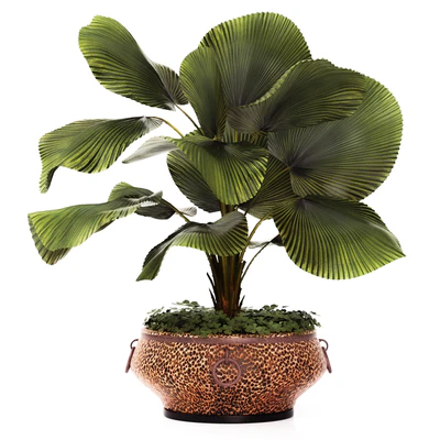 LicualaLicuala orbicularis, Licuala, ornamental palm tree, pot, flowerpot, office, copper, copper flowerpot — Ver 4