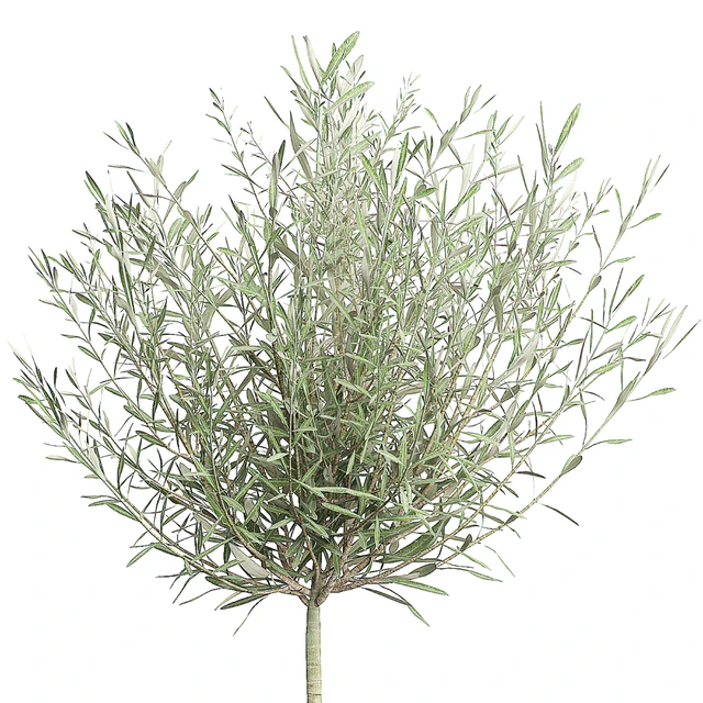 OLIVE TREE 67 — Descargar