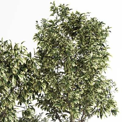 Indoor Plant Set 11 (Benjamin) — Ver 5