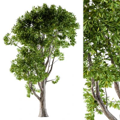 Tree broadleaf n1 — Ver 1