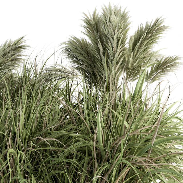 Pampas Bush - Bush Set 21 — Descargar