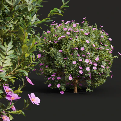 New Plant Cistus Albidus Zistrose Flower — Вид 5