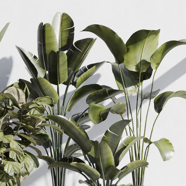 indoor plant set 75 — Скачать