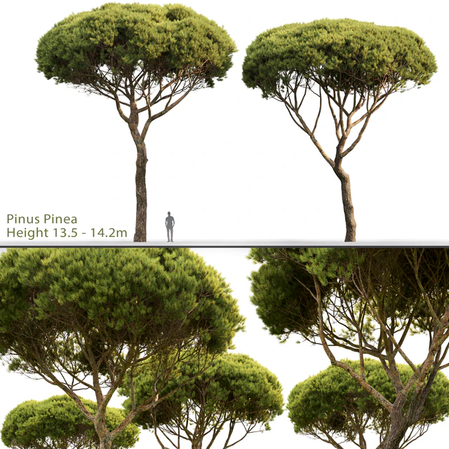 Pine — Скачать
