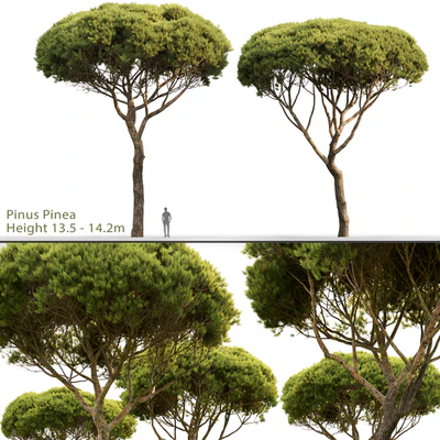 Pine — Вид 1
