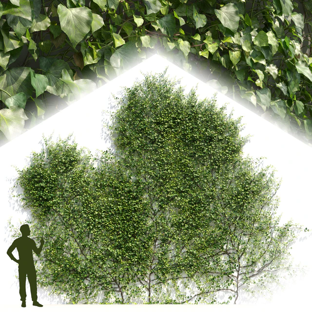 Плющ / Ivy / Hedera #1 — Скачать