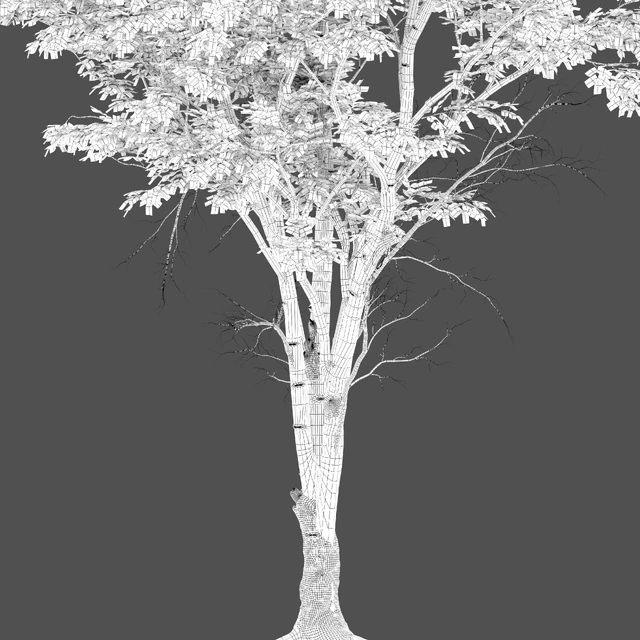 Ulmus hollandica 2 — Descargar