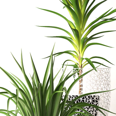Houseplant set — Вид 3