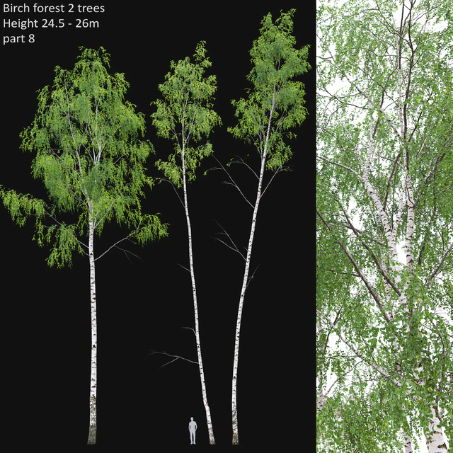 Birch forest part 8 — Descargar