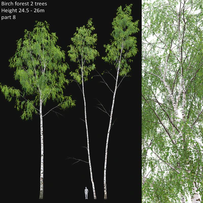 Birch forest part 8 — Ver 1
