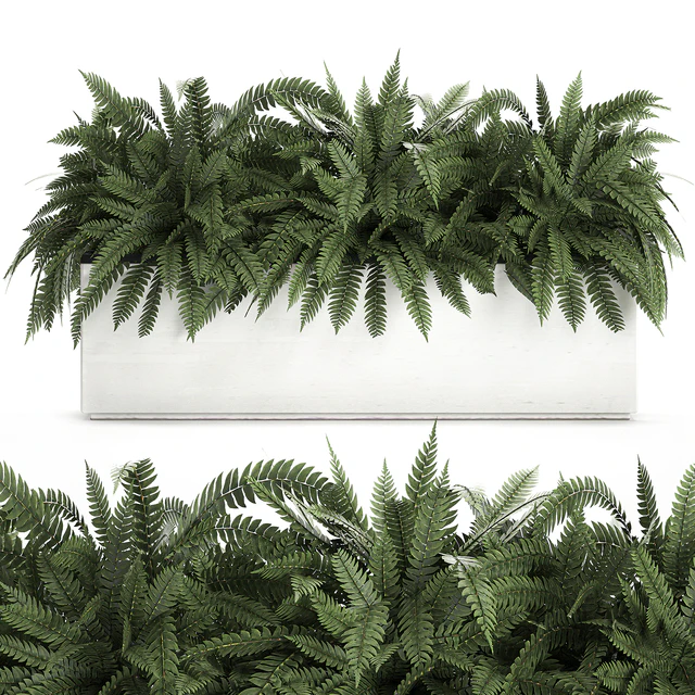 Lush ornamental bushes overgrown in a flowerbed pot with Nephrolepis, fern, outdoor flowerpot. Set 673. — Download