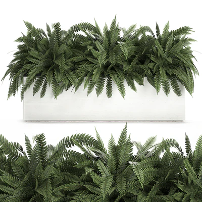 Lush ornamental bushes overgrown in a flowerbed pot with Nephrolepis, fern, outdoor flowerpot. Set 673. — View 1