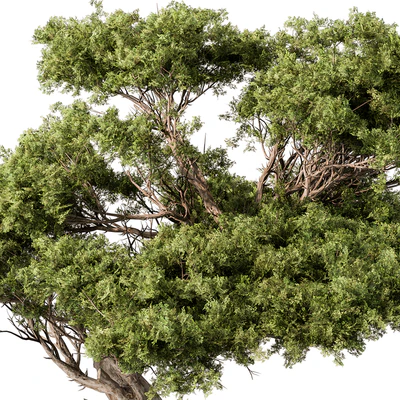 indoor Plant 451 - Bonsai Plant — Ver 4