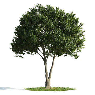 trees 046 — Descargar