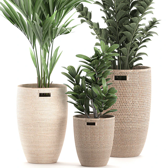 Collection of plants in decorative baskets pots with Zamiokulkas, Money tree, palm tree, hovea. Set 568. — Download
