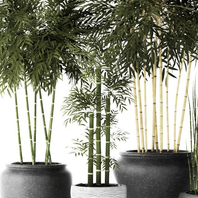 Bamboo and Equisetum, цветок, горшок, куст бамбука, заросли, бамбук, горшок, вазон, уличный, хвощ — Скачать