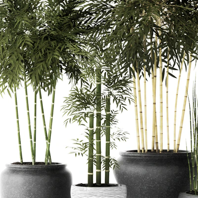 Bamboo and Equisetum, цветок, горшок, куст бамбука, заросли, бамбук, горшок, вазон, уличный, хвощ — Вид 2