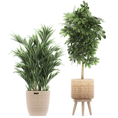 Collection of plants in baskets with banana palm, monstera Strelitzia, Hovea, Scheffler, ficus Abidjan. Set 778 — Ver 3